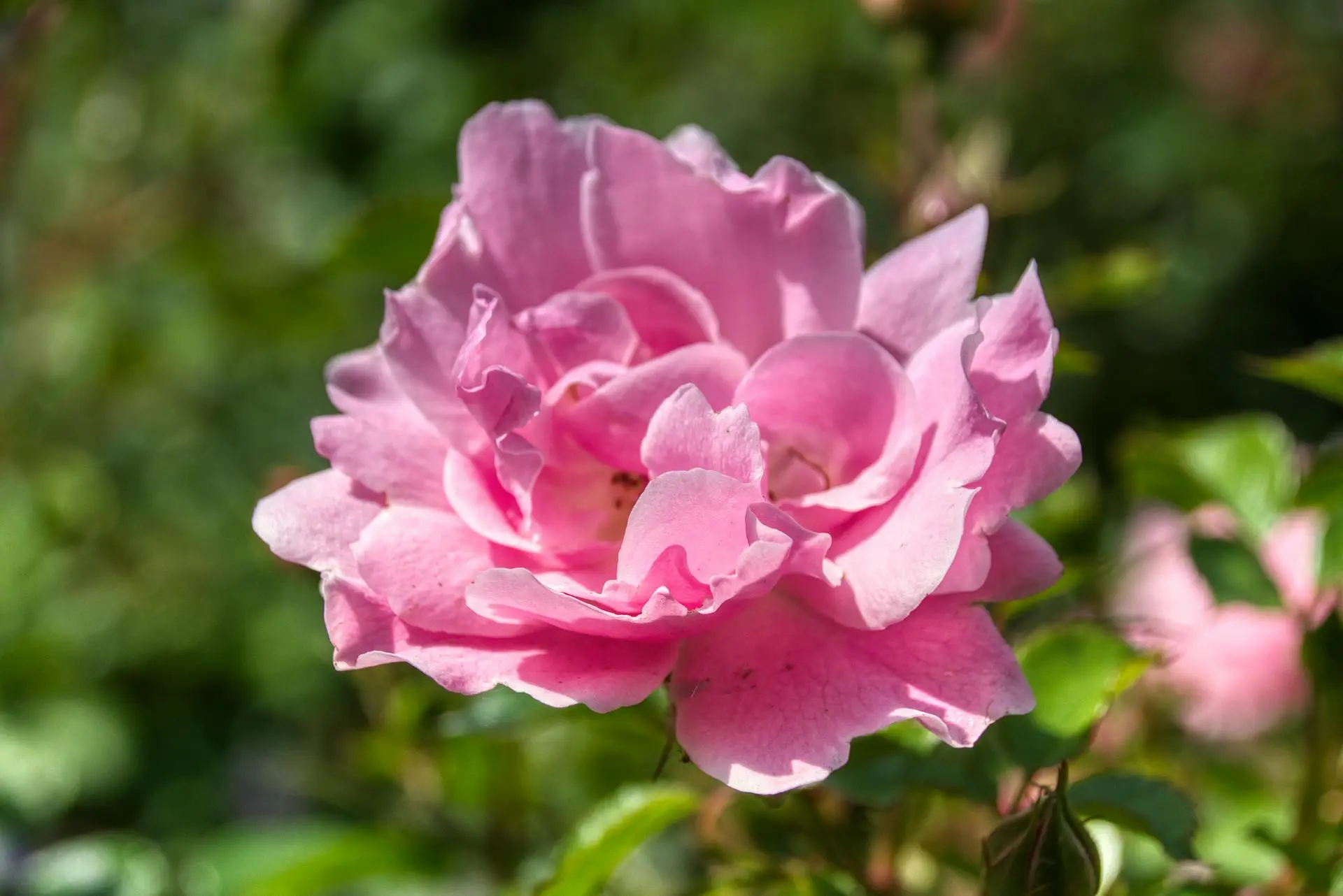 Zdjęcie róży damasceńskiej (Rosa damascena)