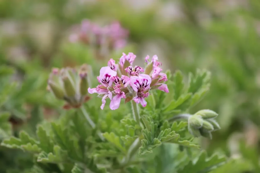 Zdjęcie geranium, olejki eteryczne na poprawę nastroju