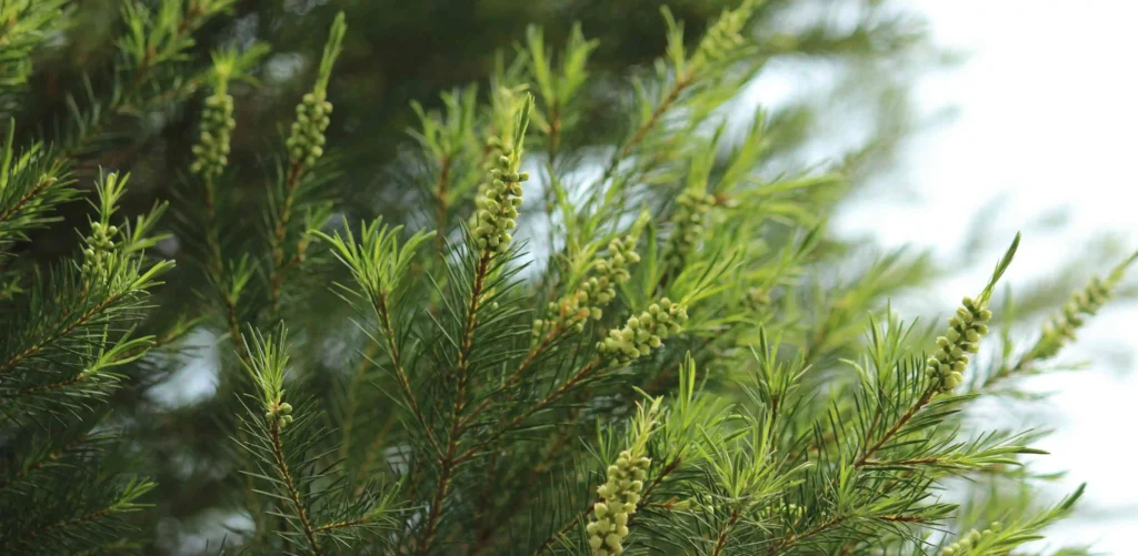 Zdjęcie drzewa herbacianego - tea tree