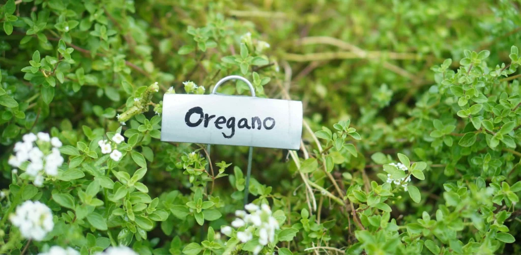 Zdjęcie oregano (origanum vulgare)