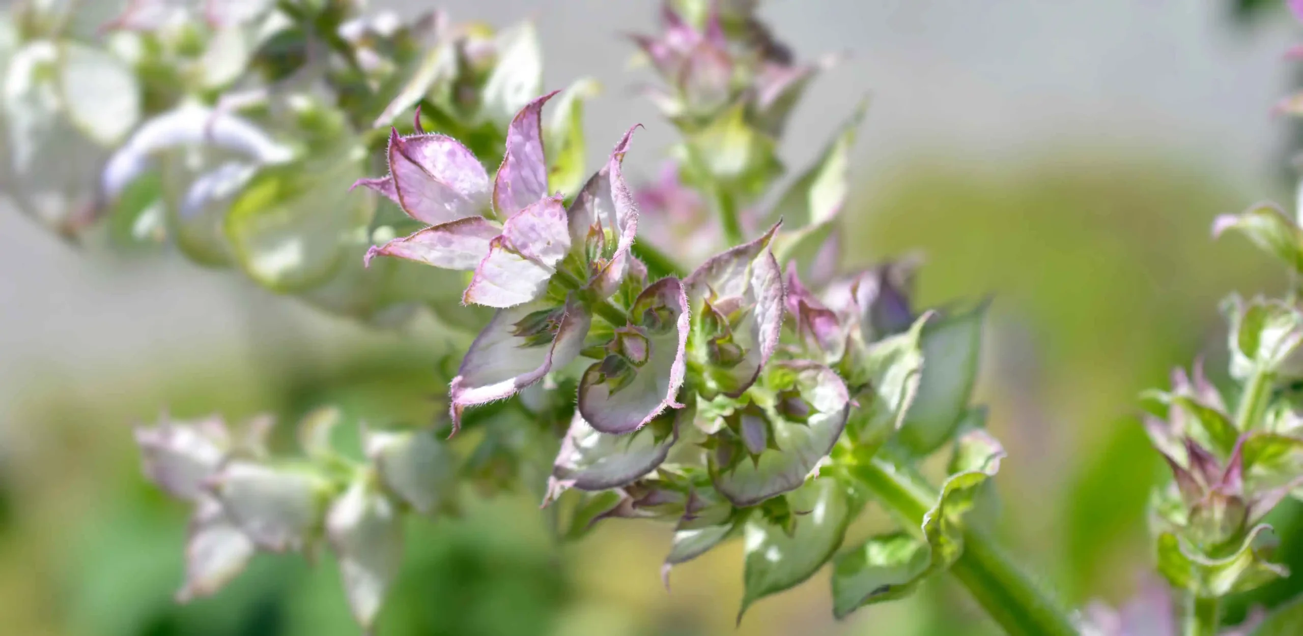 Zdjęcie szałwii muszkatołowej (clary sage)