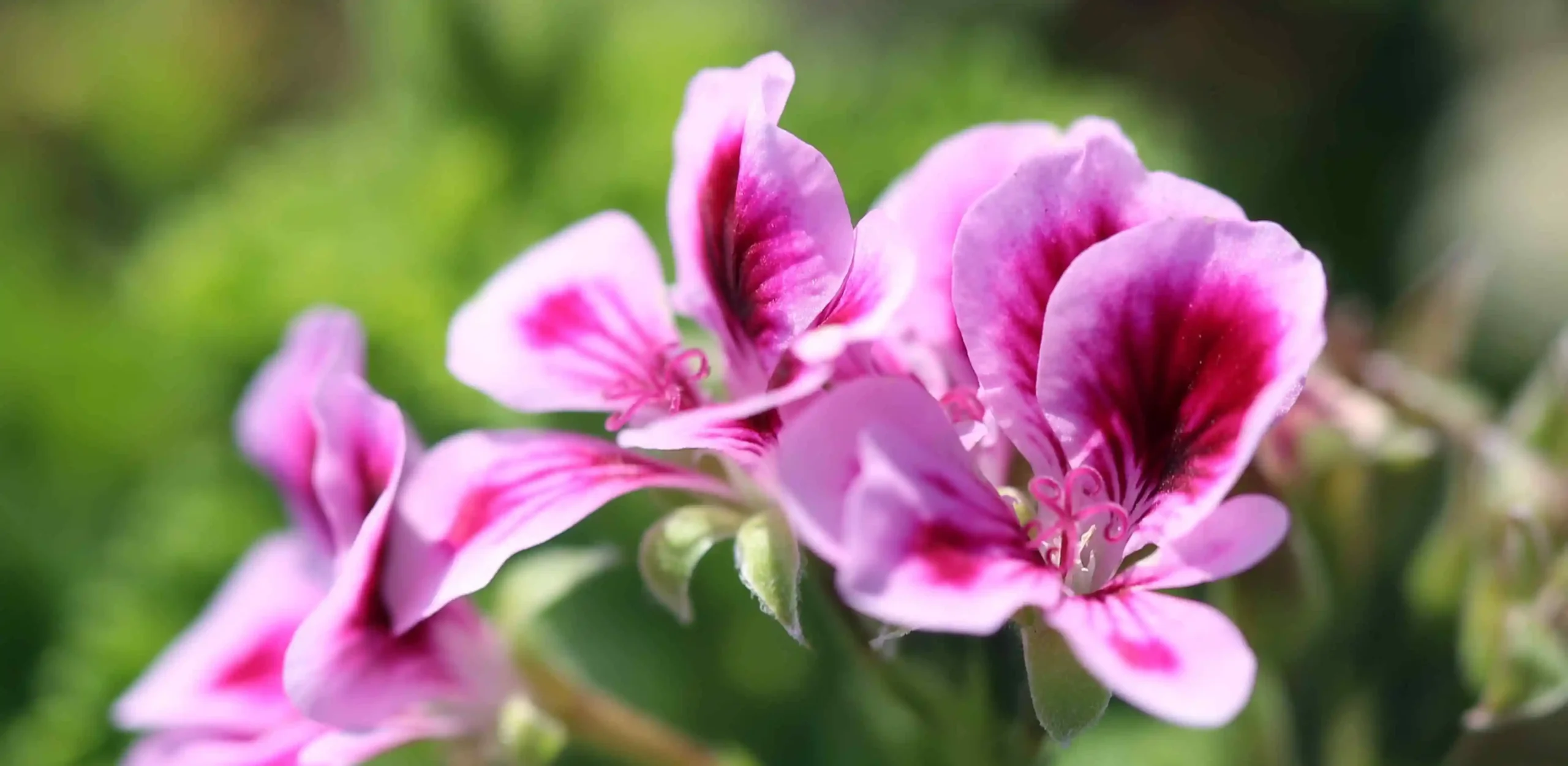 Zdjęcie geranium (pelargonium gravolens)