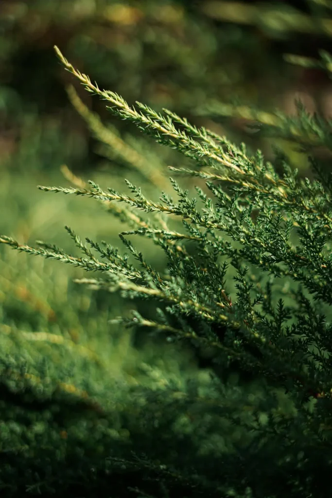 Drzewo cedrowe Juniperus virginiana