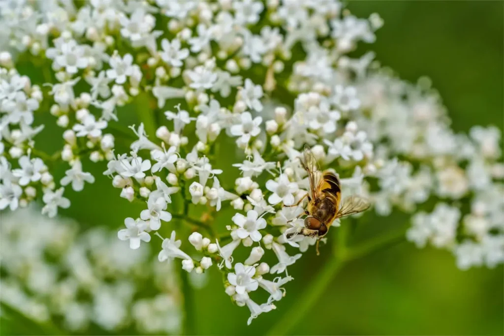 Waleriana (Valeriana officinalis) kozłek lekarski